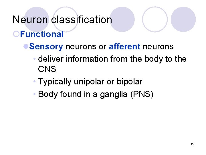 Neuron classification ¡Functional l. Sensory neurons or afferent neurons • deliver information from the
