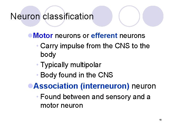 Neuron classification l. Motor neurons or efferent neurons • Carry impulse from the CNS