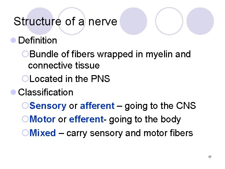 Structure of a nerve l Definition ¡Bundle of fibers wrapped in myelin and connective