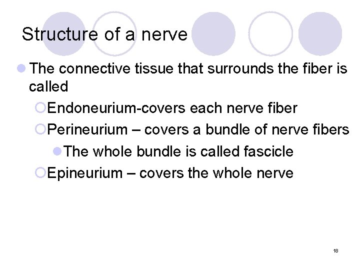 Structure of a nerve l The connective tissue that surrounds the fiber is called