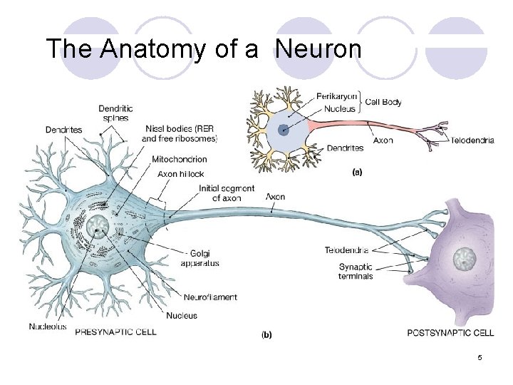 The Anatomy of a Neuron 5 