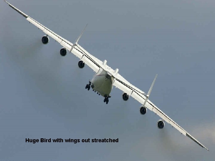 Huge Bird with wings out streatched 