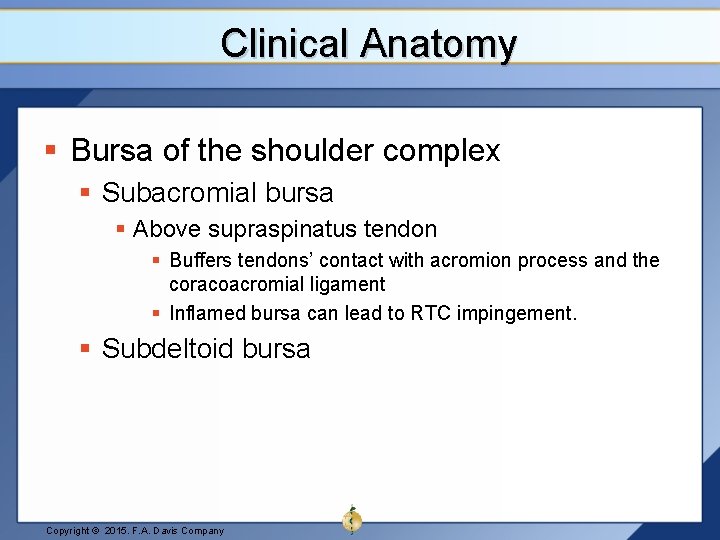 Clinical Anatomy § Bursa of the shoulder complex § Subacromial bursa § Above supraspinatus