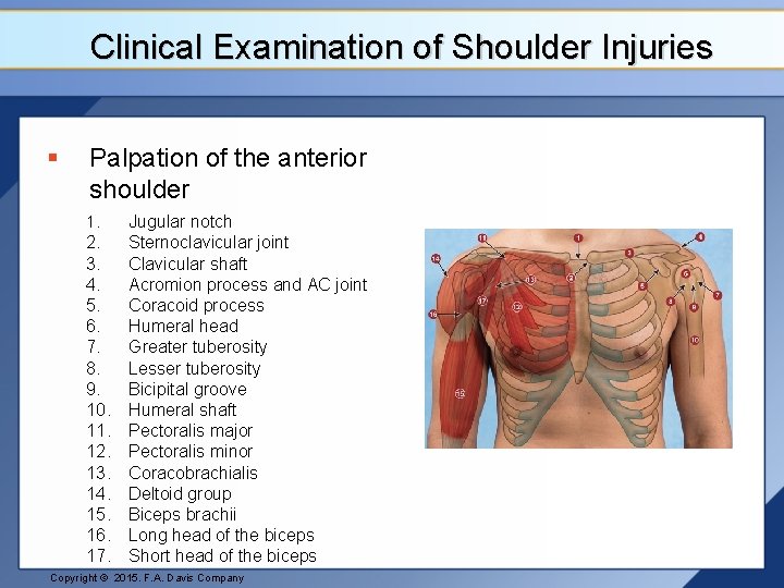 Clinical Examination of Shoulder Injuries § Palpation of the anterior shoulder 1. 2. 3.