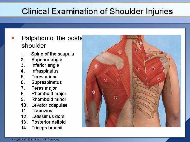 Clinical Examination of Shoulder Injuries § Palpation of the posterior shoulder 1. 2. 3.