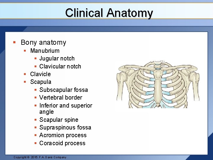 Clinical Anatomy § Bony anatomy § Manubrium § Jugular notch § Clavicle § Scapula