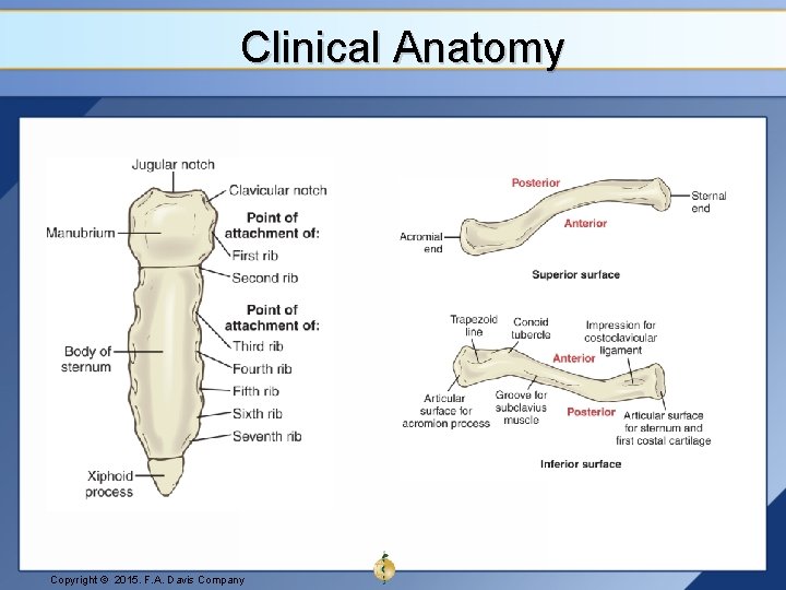 Clinical Anatomy Copyright © 2015. F. A. Davis Company 