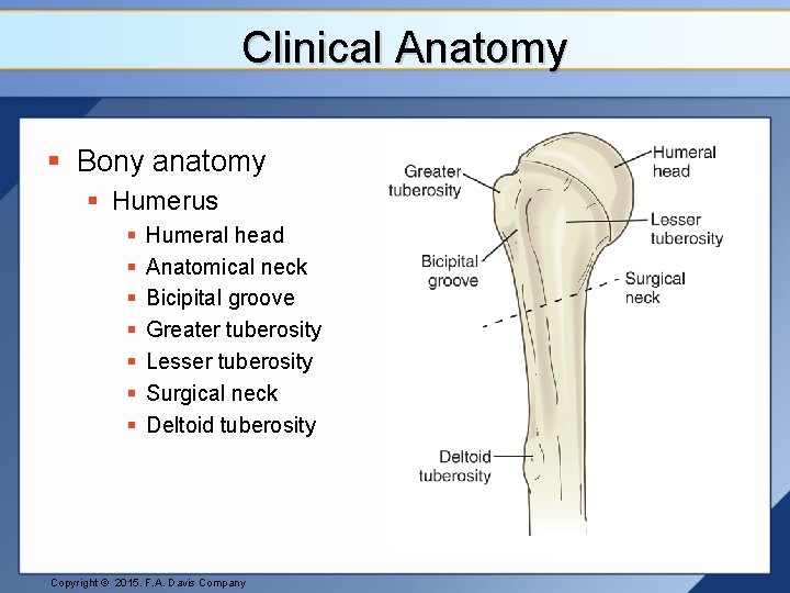 Clinical Anatomy § Bony anatomy § Humerus § § § § Humeral head Anatomical
