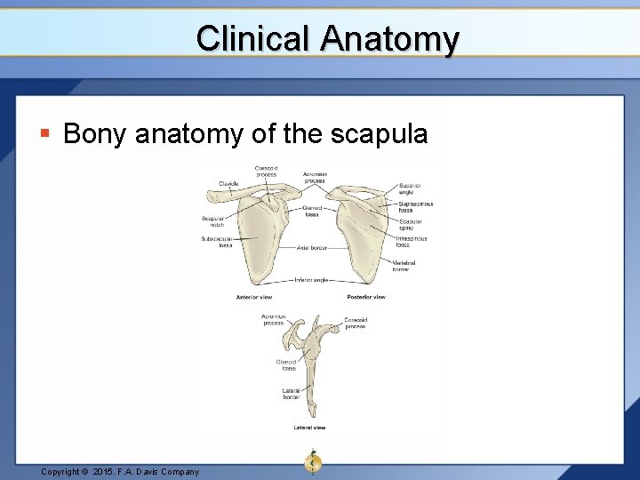 Clinical Anatomy § Bony anatomy of the scapula Copyright © 2015. F. A. Davis