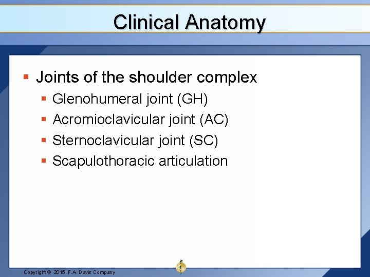 Clinical Anatomy § Joints of the shoulder complex § § Glenohumeral joint (GH) Acromioclavicular