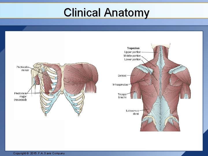 Clinical Anatomy Copyright © 2015. F. A. Davis Company 