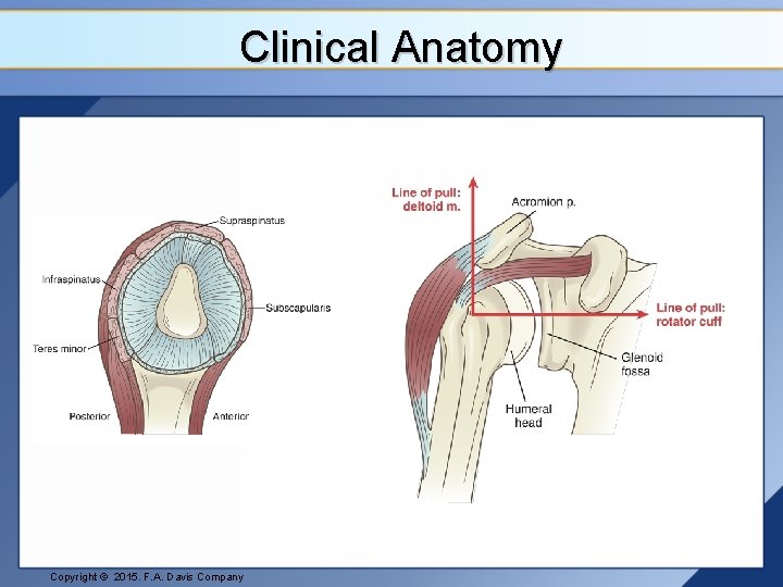Clinical Anatomy Copyright © 2015. F. A. Davis Company 