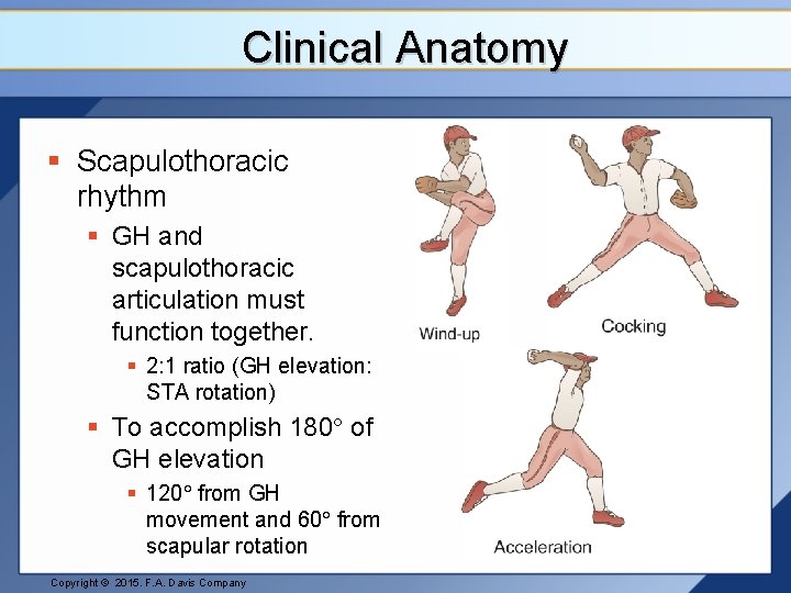 Clinical Anatomy § Scapulothoracic rhythm § GH and scapulothoracic articulation must function together. §