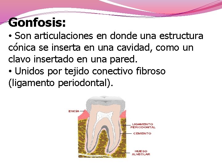 Gonfosis: • Son articulaciones en donde una estructura cónica se inserta en una cavidad,