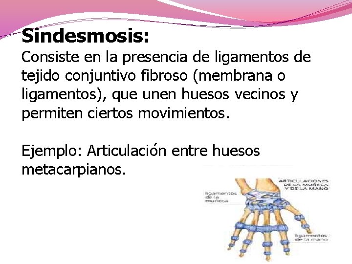 Sindesmosis: Consiste en la presencia de ligamentos de tejido conjuntivo fibroso (membrana o ligamentos),