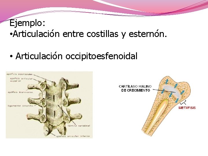 Ejemplo: • Articulación entre costillas y esternón. • Articulación occipitoesfenoidal 
