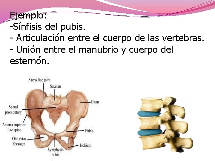 Ejemplo: -Sínfisis del pubis. - Articulación entre el cuerpo de las vertebras. - Unión