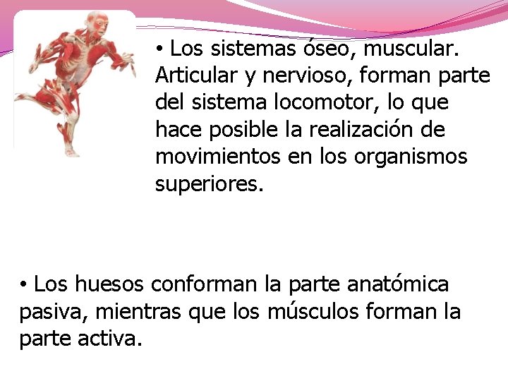  • Los sistemas óseo, muscular. Articular y nervioso, forman parte del sistema locomotor,