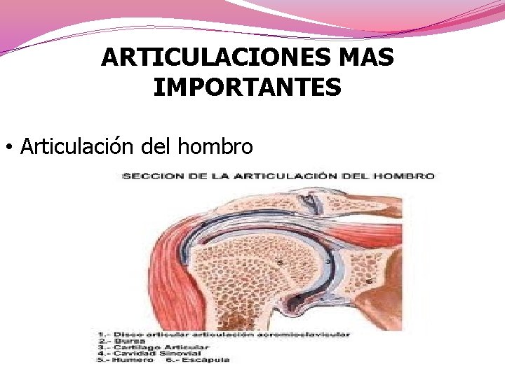 ARTICULACIONES MAS IMPORTANTES • Articulación del hombro 