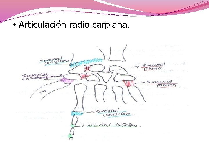  • Articulación radio carpiana. 