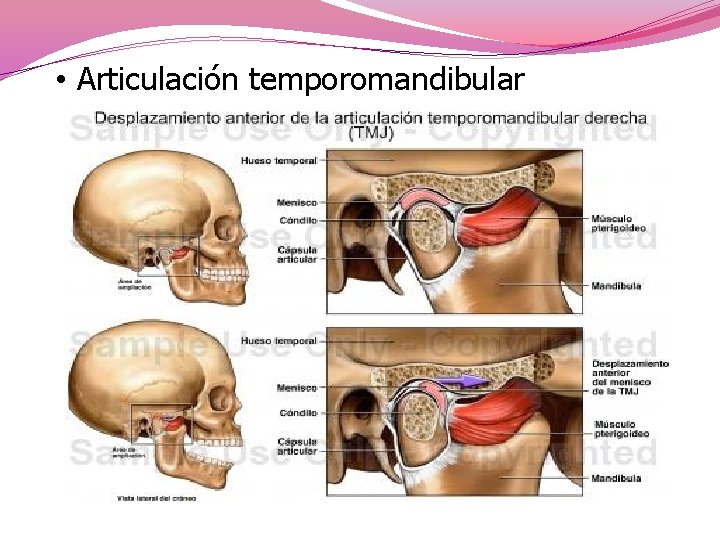  • Articulación temporomandibular 