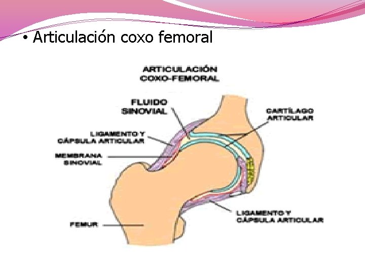  • Articulación coxo femoral 