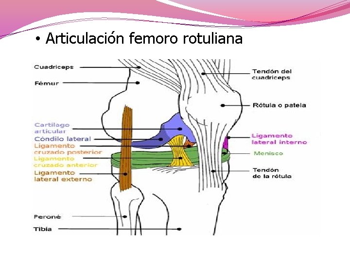  • Articulación femoro rotuliana 