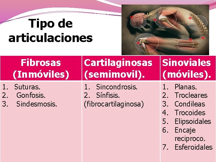 Tipo de articulaciones Fibrosas (Inmóviles) 1. Suturas. 2. Gonfosis. 3. Sindesmosis. Cartilaginosas (semimovil). Sinoviales