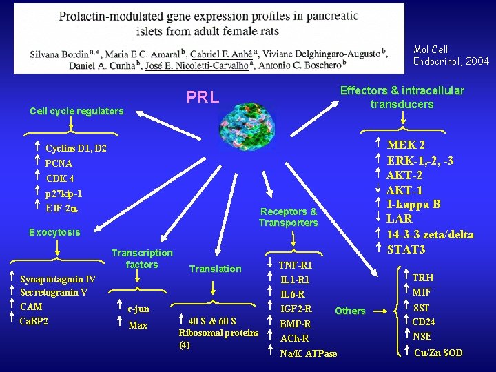 Mol Cell Endocrinol, 2004 Effectors & intracellular transducers PRL Cell cycle regulators MEK 2