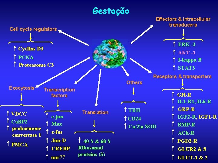 Gestação Effectors & intracellular transducers Cell cycle regulators ERK -3 AKT -1 I-kappa B