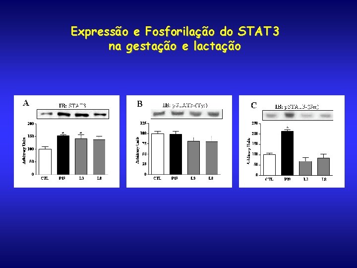 Expressão e Fosforilação do STAT 3 na gestação e lactação 