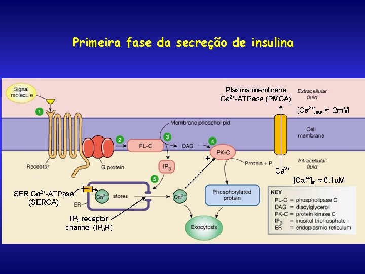 Primeira fase da secreção de insulina 