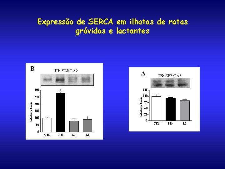 Expressão de SERCA em ilhotas de ratas grávidas e lactantes 