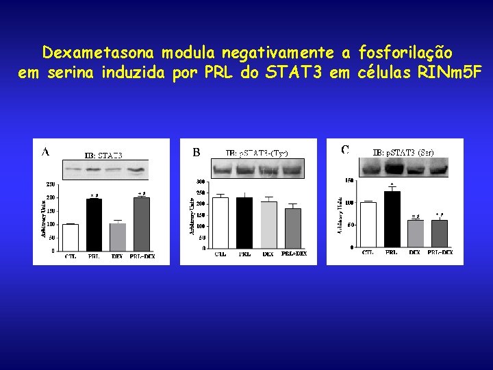 Dexametasona modula negativamente a fosforilação em serina induzida por PRL do STAT 3 em