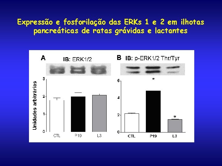 Expressão e fosforilação das ERKs 1 e 2 em ilhotas pancreáticas de ratas grávidas