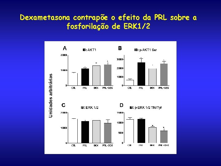 Dexametasona contrapõe o efeito da PRL sobre a fosforilação de ERK 1/2 