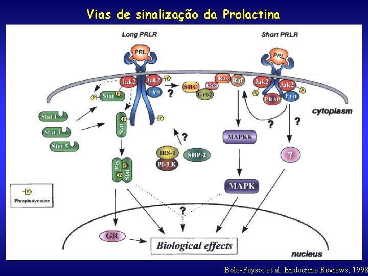 Vias de sinalização da Prolactina Bole-Feysot et al. Endocrine Reviews, 1998 