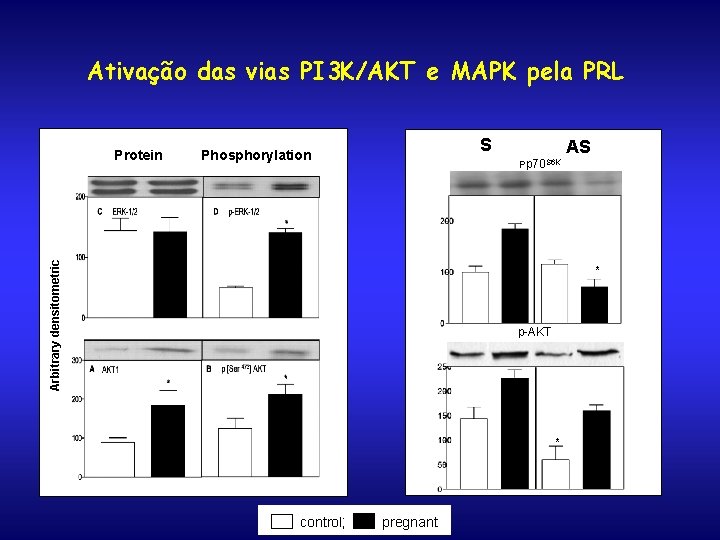 Ativação das vias PI 3 K/AKT e MAPK pela PRL S Phosphorylation AS Pp