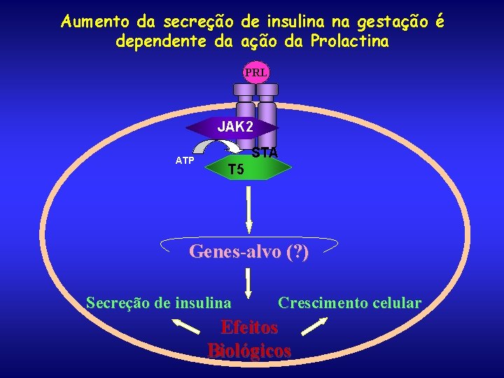 Aumento da secreção de insulina na gestação é dependente da ação da Prolactina PRL