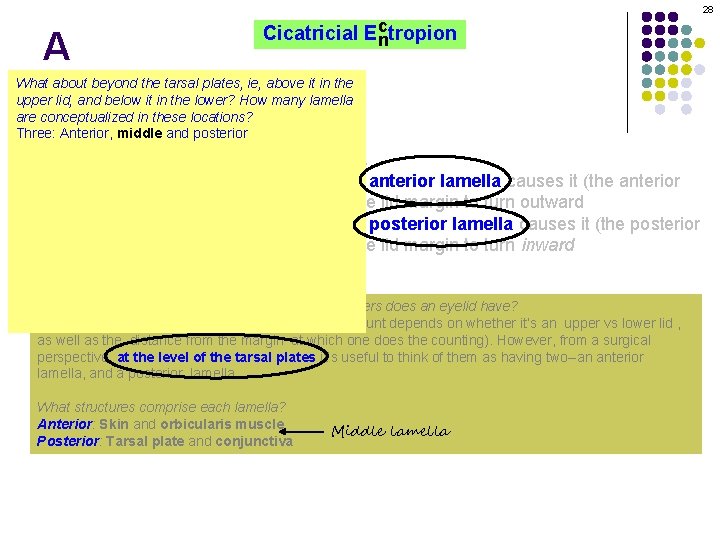 28 A c Cicatricial Ectropion n What about beyond the tarsal plates, ie, above