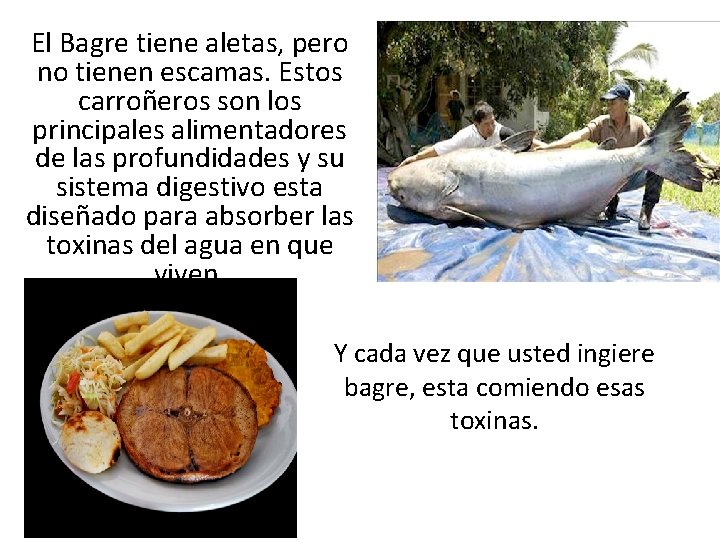 El Bagre tiene aletas, pero no tienen escamas. Estos carroñeros son los principales alimentadores