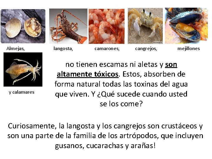 Almejas, langosta, camarones, cangrejos, mejillones y calamares no tienen escamas ni aletas y son