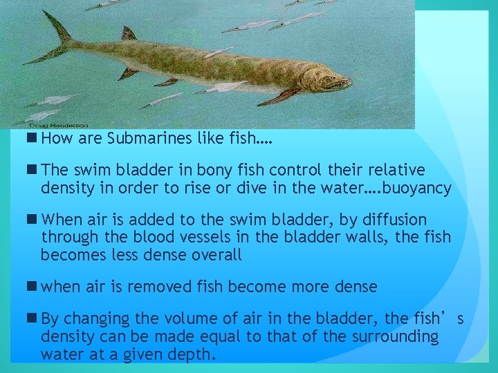 n How are Submarines like fish…. n The swim bladder in bony fish control