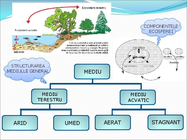 COMPONENTELE ECOSFEREI STRUCTURAREA MEDIULUI GENERAL MEDIU TERESTRU ARID MEDIU ACVATIC UMED AERAT STAGNANT 