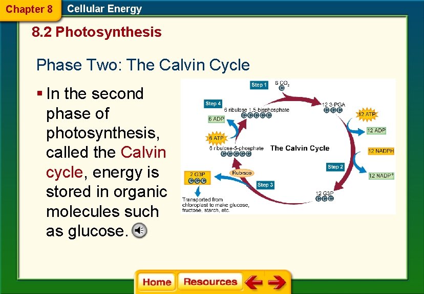 Chapter 8 Cellular Energy 8. 2 Photosynthesis Phase Two: The Calvin Cycle § In