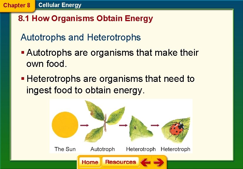 Chapter 8 Cellular Energy 8. 1 How Organisms Obtain Energy Autotrophs and Heterotrophs §