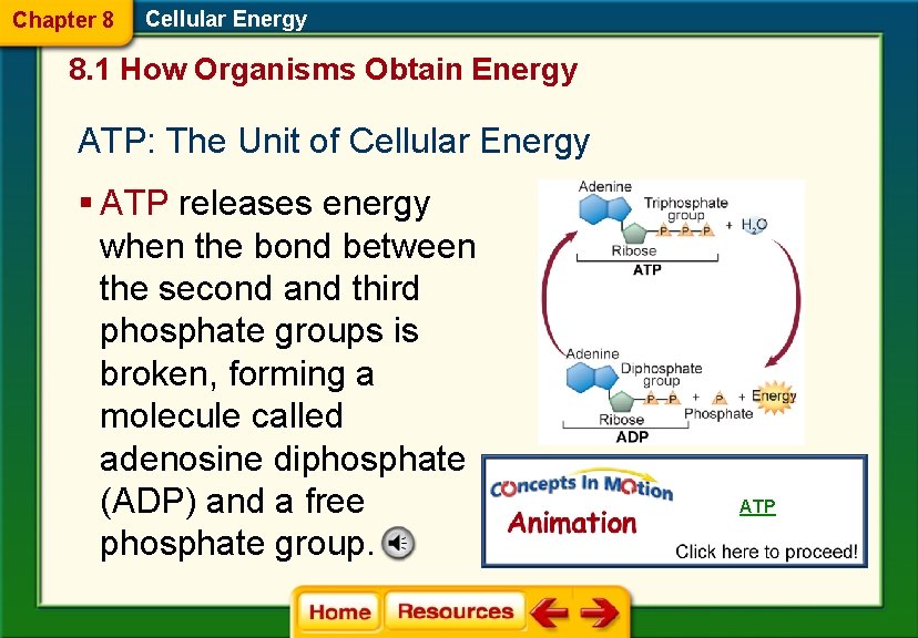 Chapter 8 Cellular Energy 8. 1 How Organisms Obtain Energy ATP: The Unit of