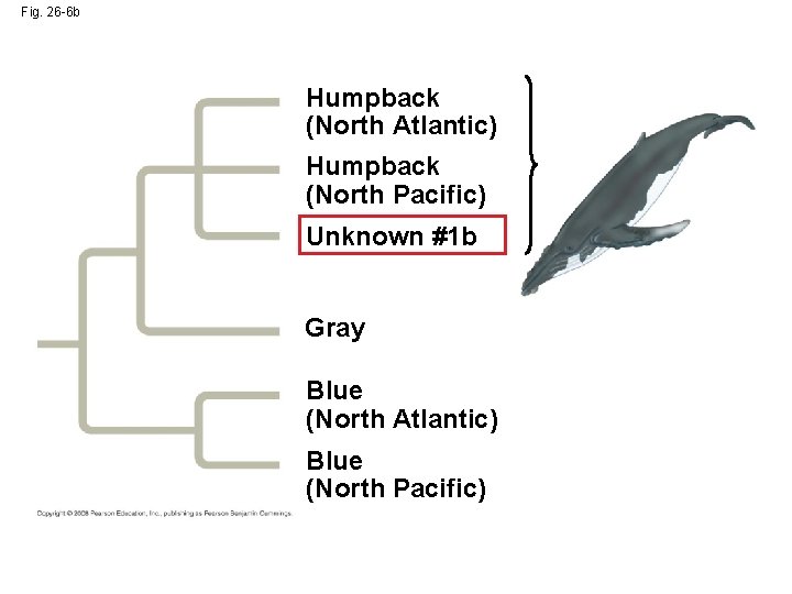 Fig. 26 -6 b Humpback (North Atlantic) Humpback (North Pacific) Unknown #1 b Gray