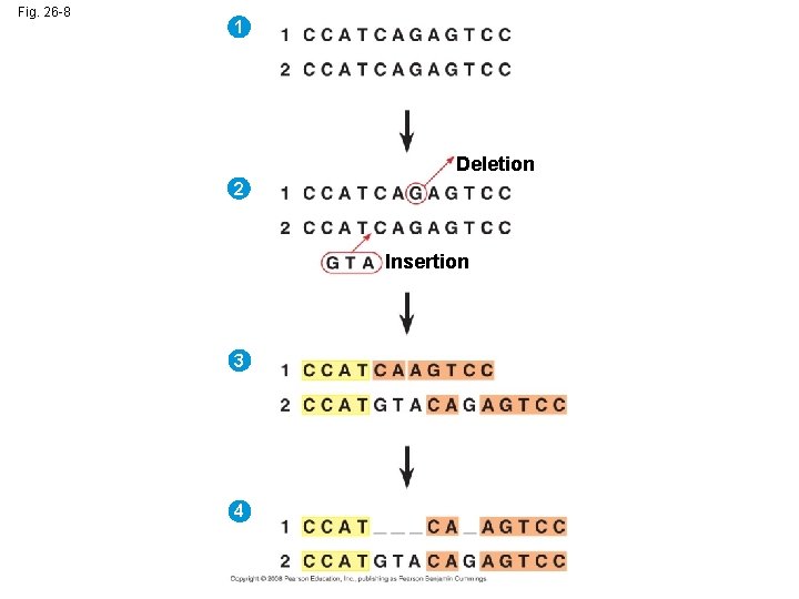 Fig. 26 -8 1 Deletion 2 Insertion 3 4 