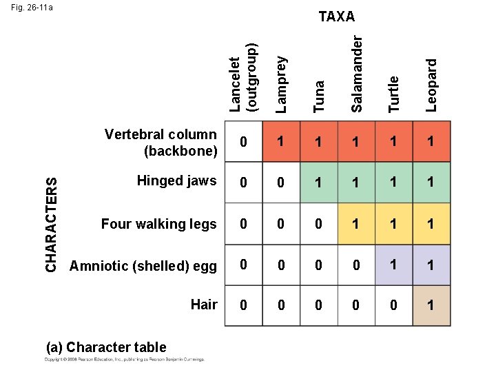 Lamprey Tuna Salamander Turtle Leopard TAXA Lancelet (outgroup) CHARACTERS Fig. 26 -11 a Vertebral